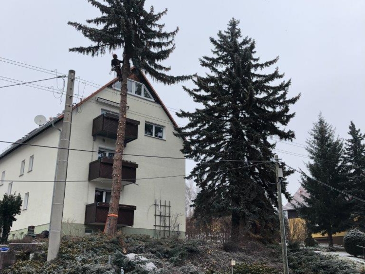 Baumfällung mit Klettertechnik Meißen