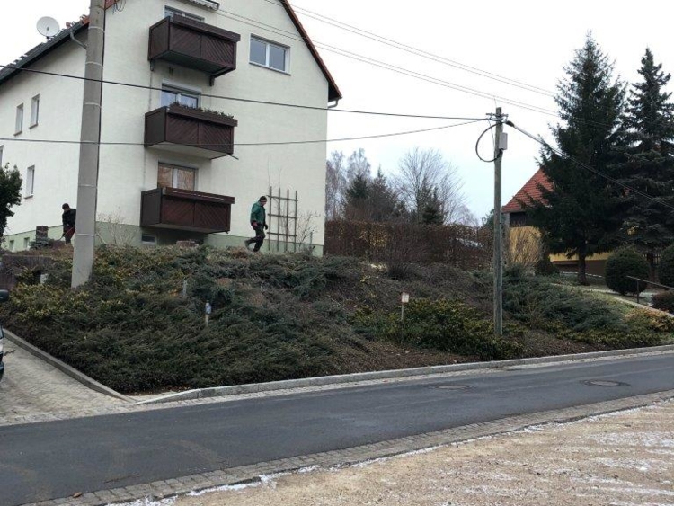 beide Bäume sind gefällt