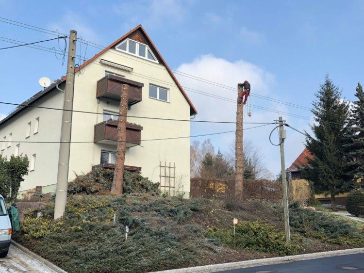 der letzte Baum