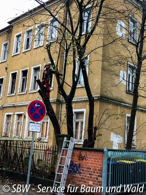 Baumfällung mit Klettertechnik