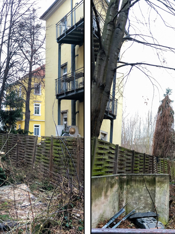 Baumfällung in Dresden