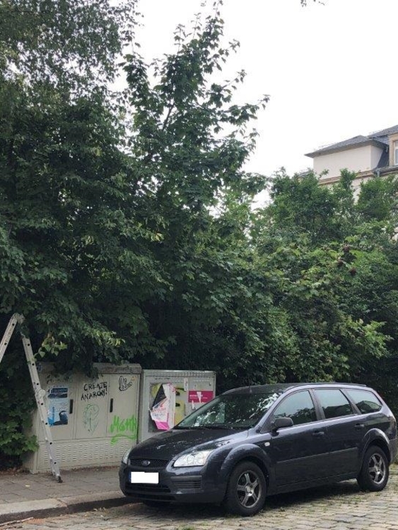 Situation vor dem Heckenschnitt