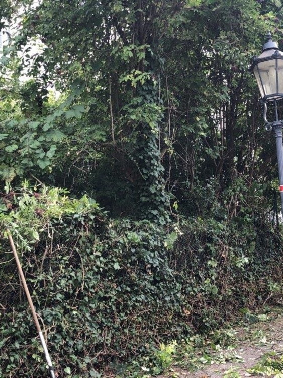 Hochentasten der Hecke