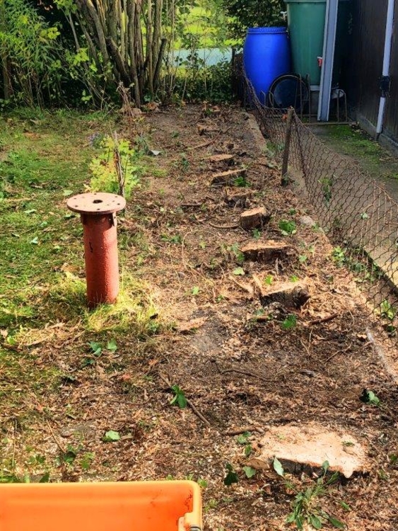 die Baumstümpfe der Hecke