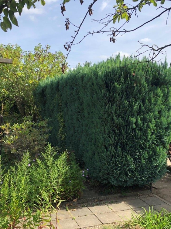 die alte Hecke