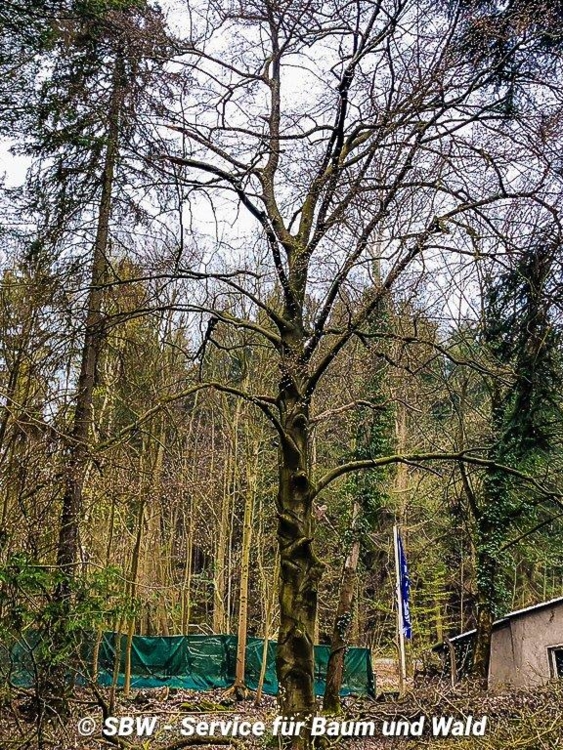 Baumfällung einer Buche bei Chemnitz