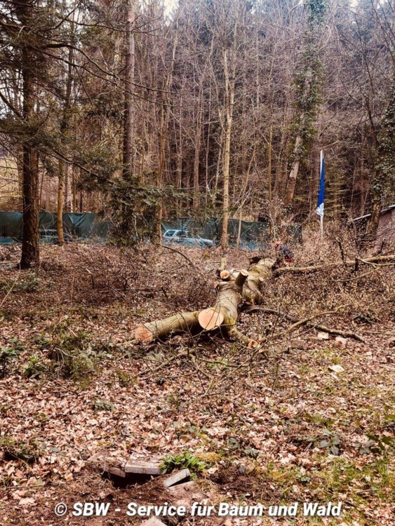 Die Buche ist gefällt und liegt am Boden