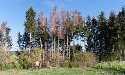 Akuter Käferbefall - jetzt die Bäume fällen