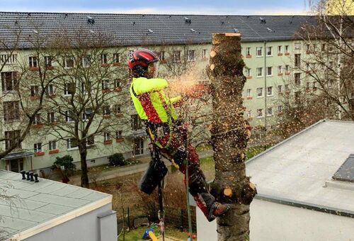 Baumfällung Dresden mit Klettertechnik