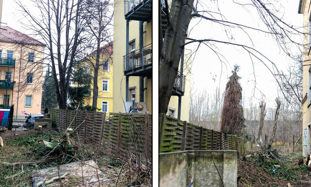Baum fällen in Dresden: Genehmigung & Gehölzschutzsatzung