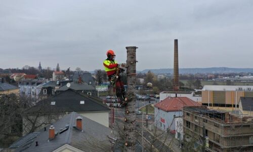 Baumfällung Dresden mit Klettertechnik
