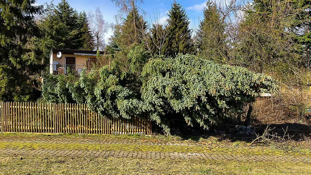 Windbruch Schneebruch Sturmbruch