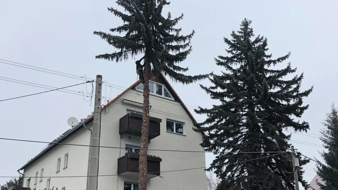 Baumf&auml;llung K&auml;bsch&uuml;tztal mit Klettertechnik