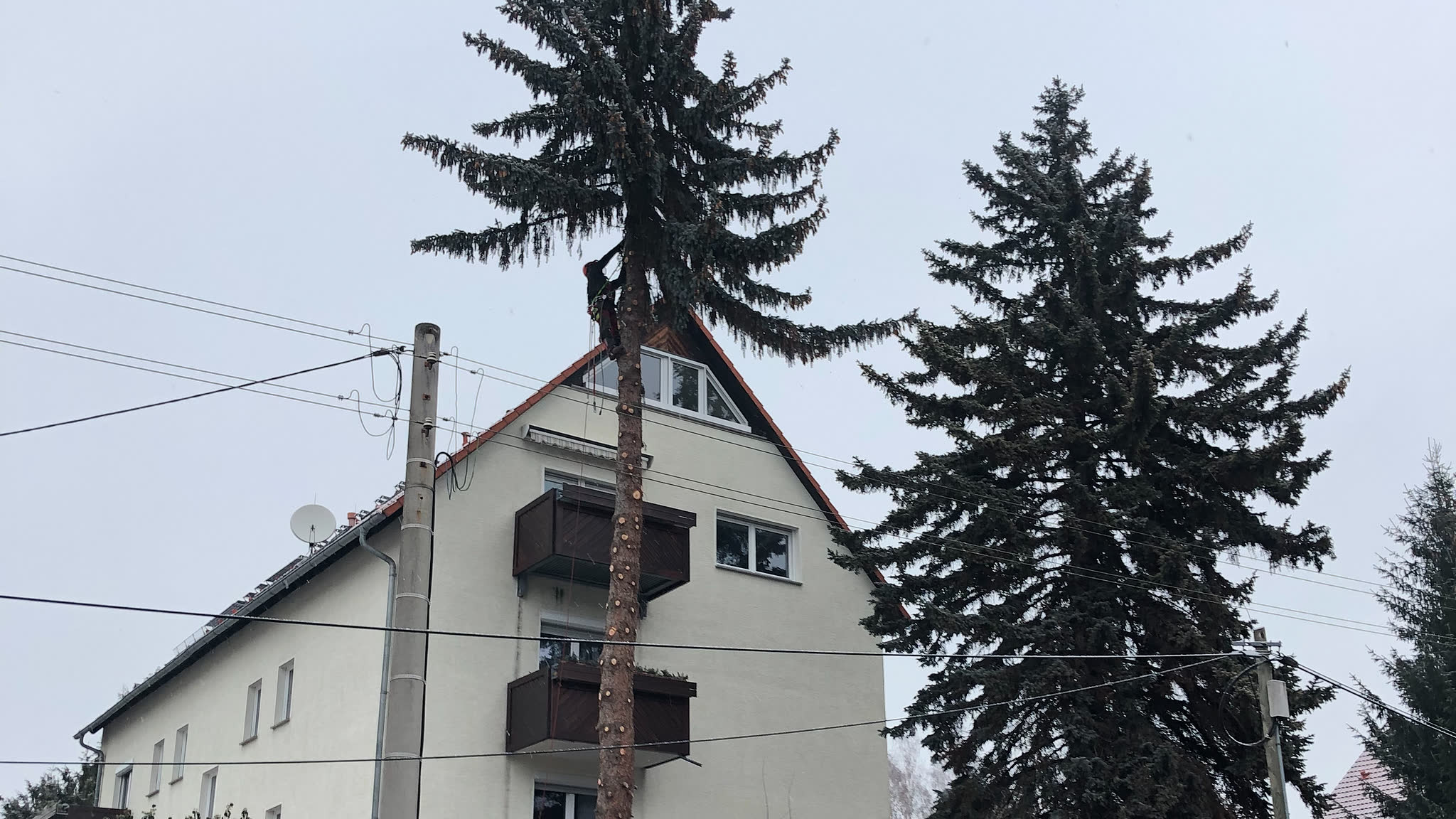 Baumfällung Käbschütztal mit Klettertechnik