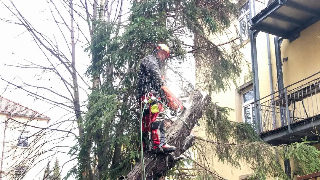 Baumf&auml;llung in Dresden ~Baumf&auml;ller unterwegs