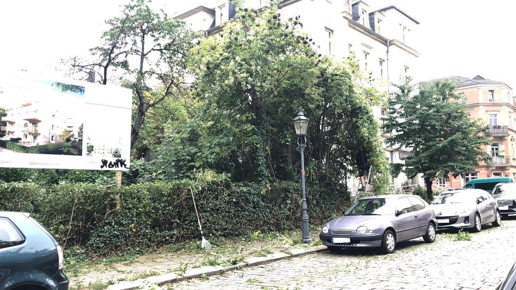 Heckenschnitt Dresden