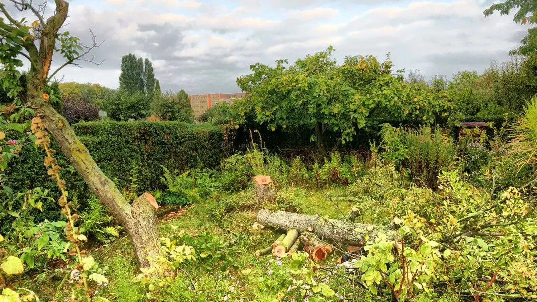 Baumf&auml;llung in der Gartensparte in Dresden