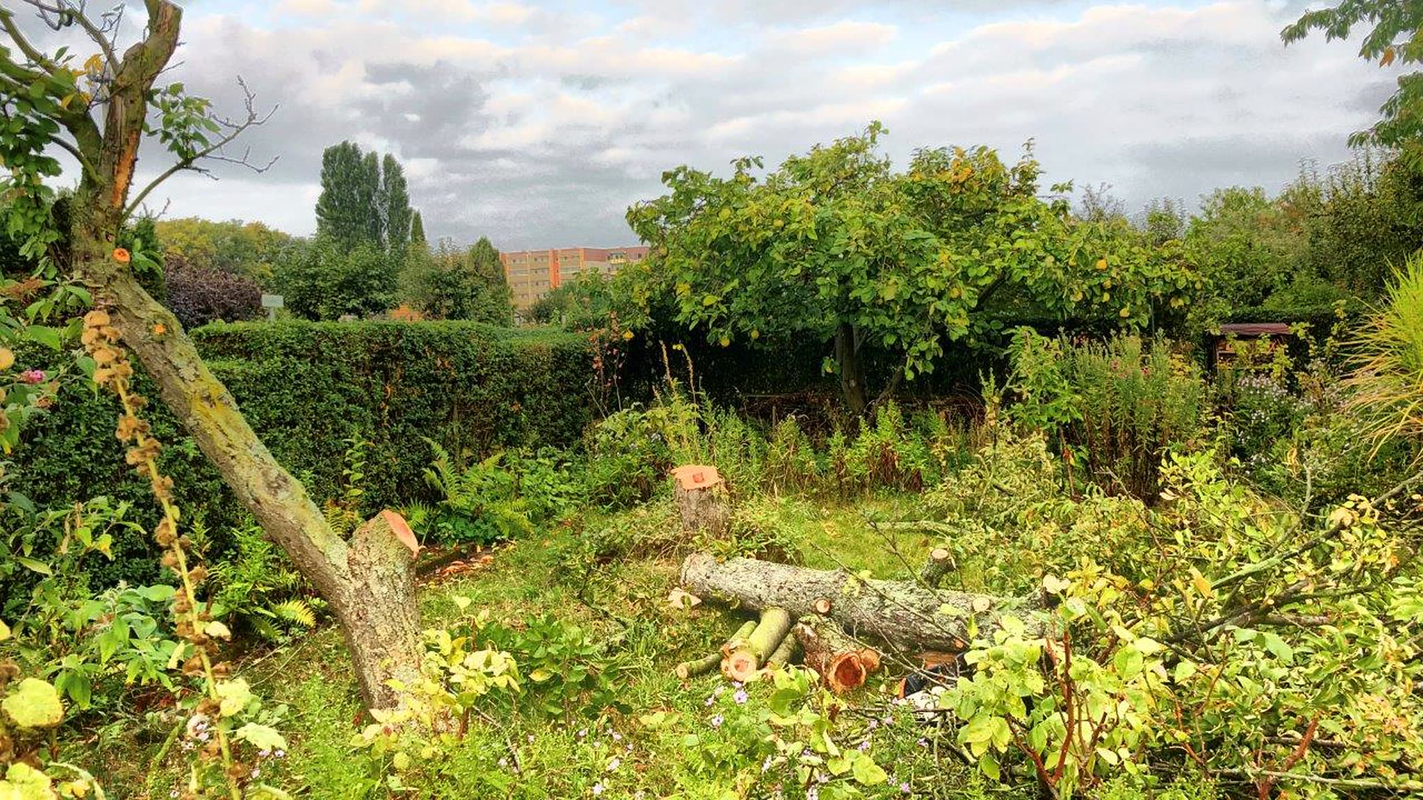 Baumfällung in der Gartensparte in Dresden