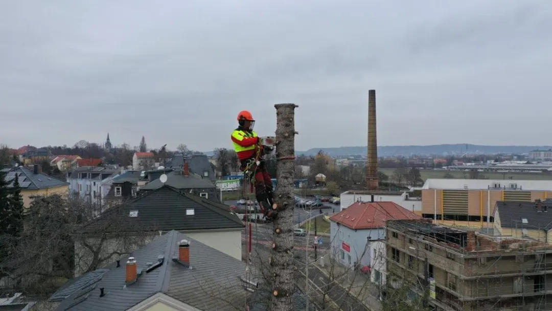 Baumf&auml;llung Dresden mit Klettertechnik