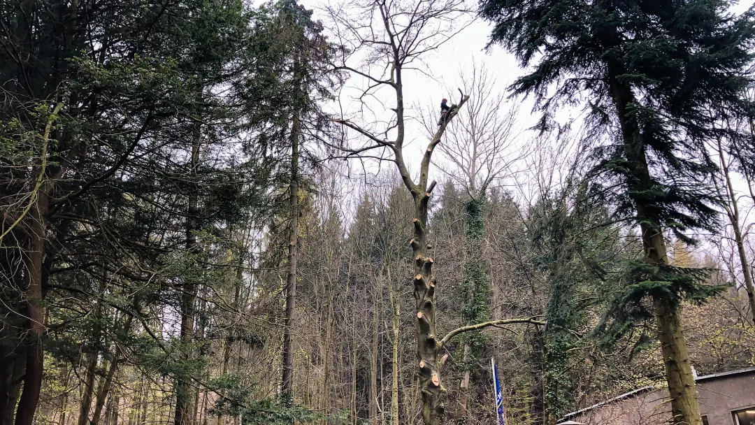 Baumf&auml;llung einer Buche bei Chemnitz
