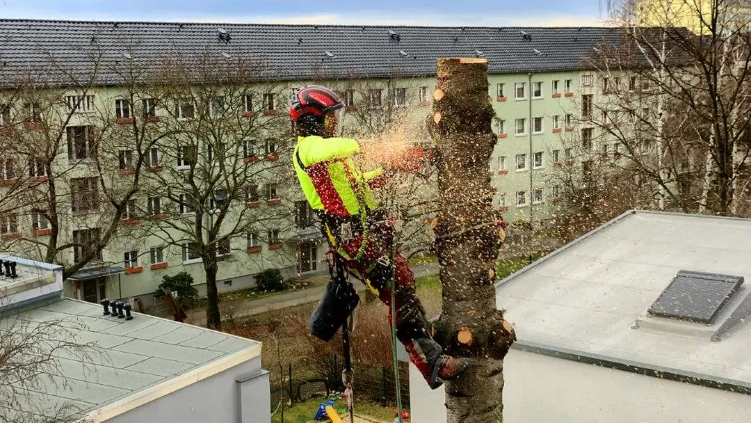 Baumf&auml;llung im Innenhof