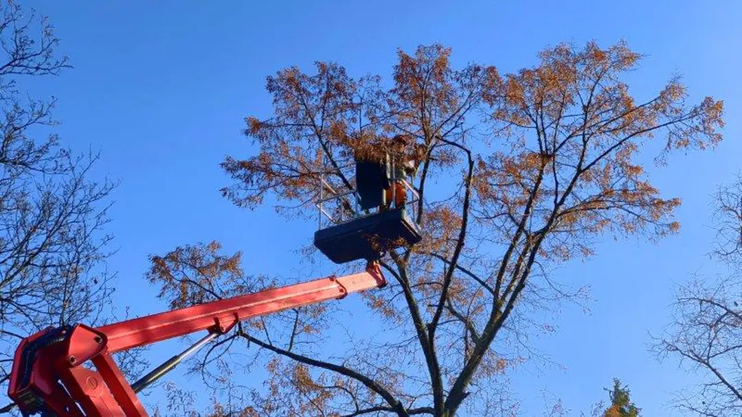Baumf&auml;llung mit der Arbeitsb&uuml;hne