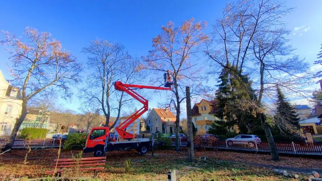Baufeldr&auml;umung mit Baumf&auml;llern in Radebeul