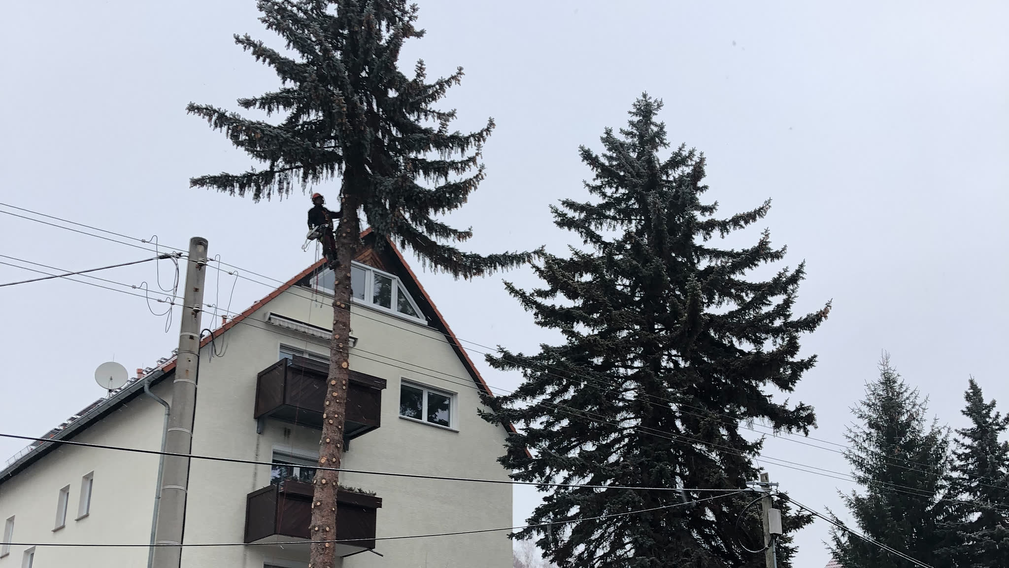Baumfällung und Baumpflege in Meißen