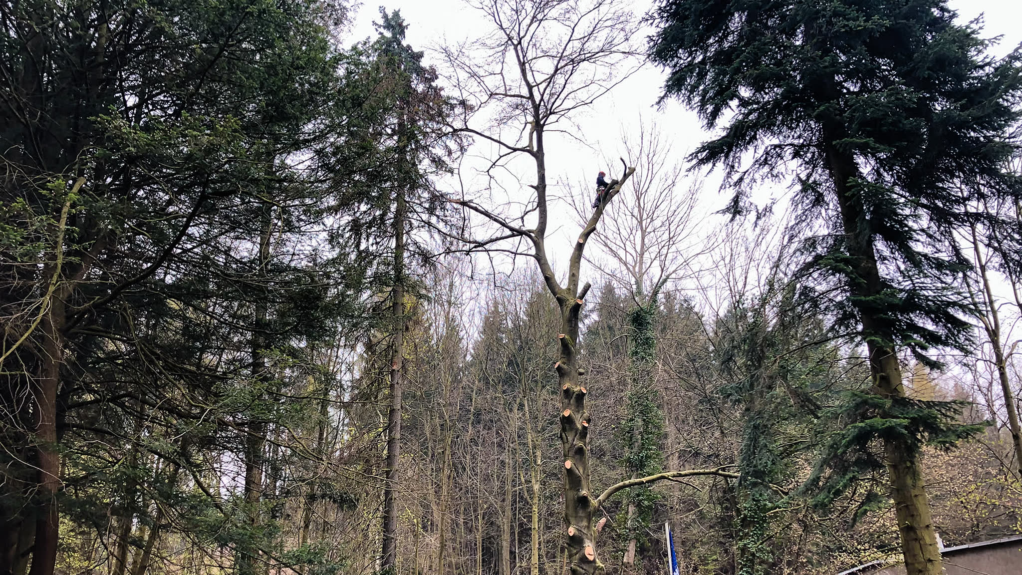 Baumfällung und Baumpflege in Pirna