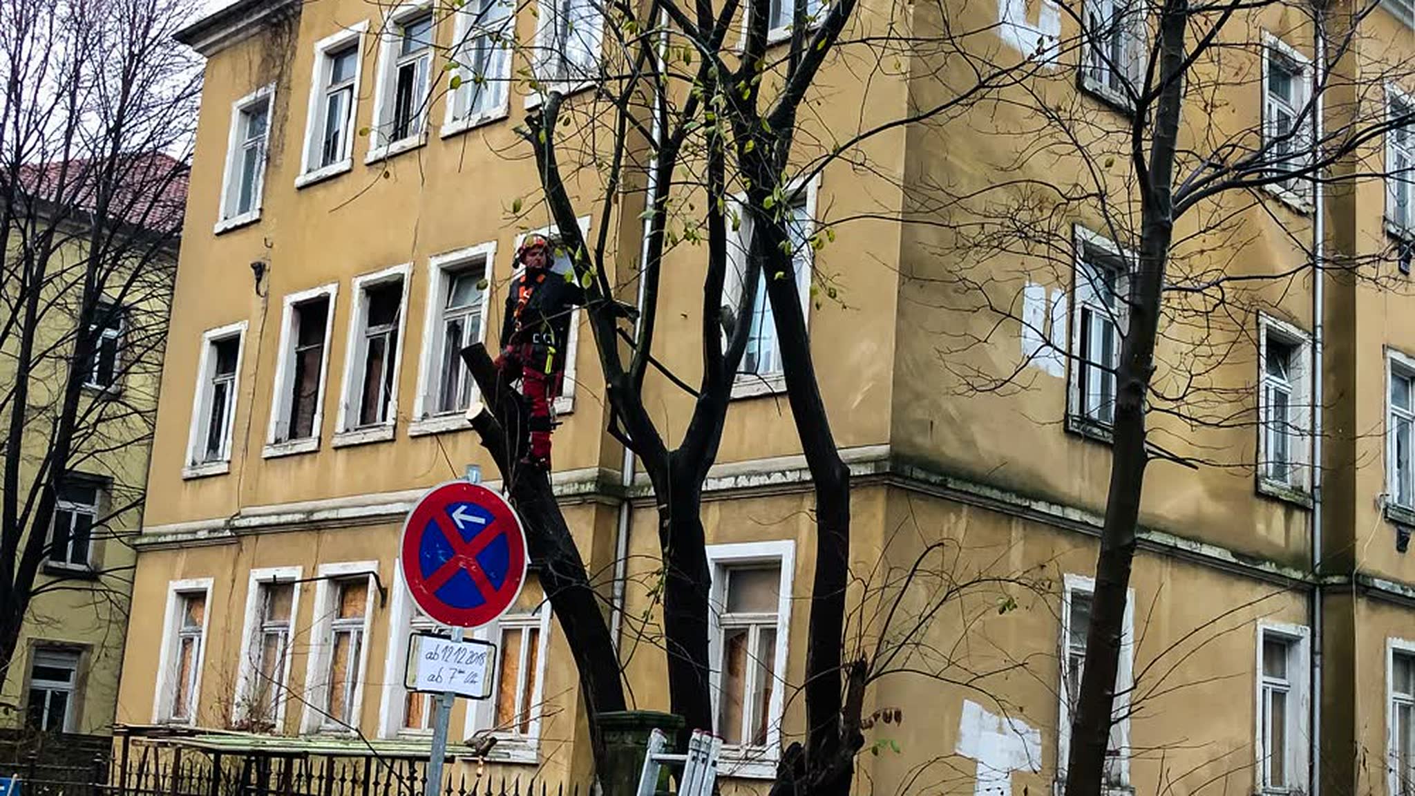 Baumfällung und Baumpflege in Freital