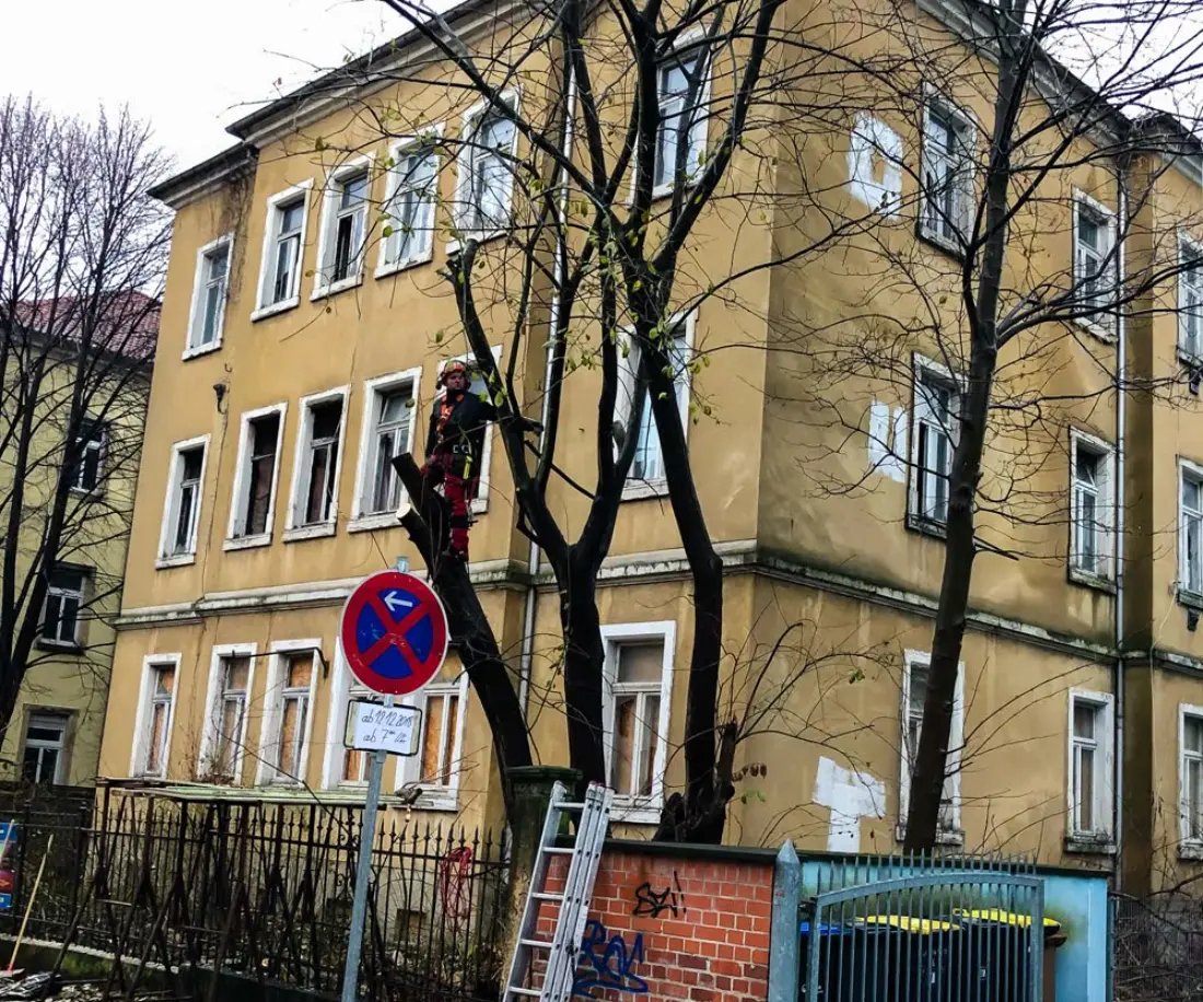 Baumkletterer bei der Baumfällung direkt an der Straße