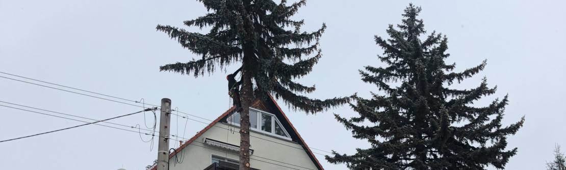 Baumfällung Käbschütztal mit Klettertechnik