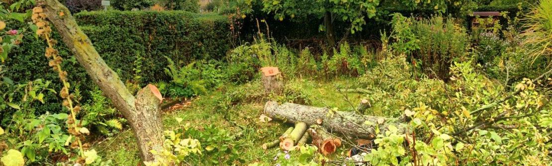 Baumfällung in der Gartensparte in Dresden